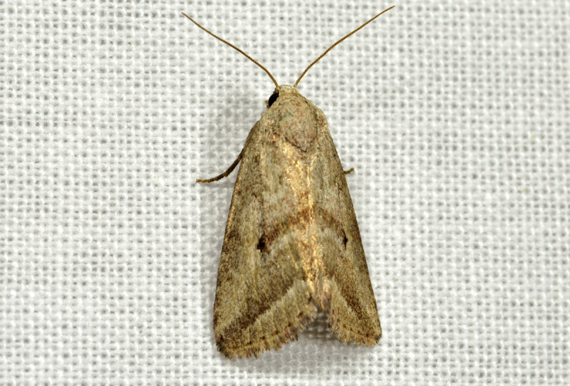 Phyllophila obliterata - Noctuidae
